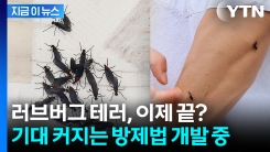 러브버그 번식 초기부터 \'차단\'...유충 잡는 새로운 시도 [지금이뉴스]