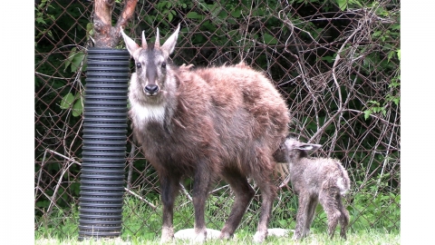 양구 산양·사향노루 센터, 천연기념물 산양 12마리 태어나 '경사'