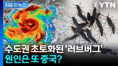 중국 강타한 태풍에...\'러브버그\' 살려고 한반도로 서식지 옮겼다 [지금이뉴스]