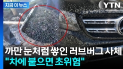 "러브버그 붙은 차, 그대로 두면 위험"...천적도 외면하는 이유 [지금이뉴스] 