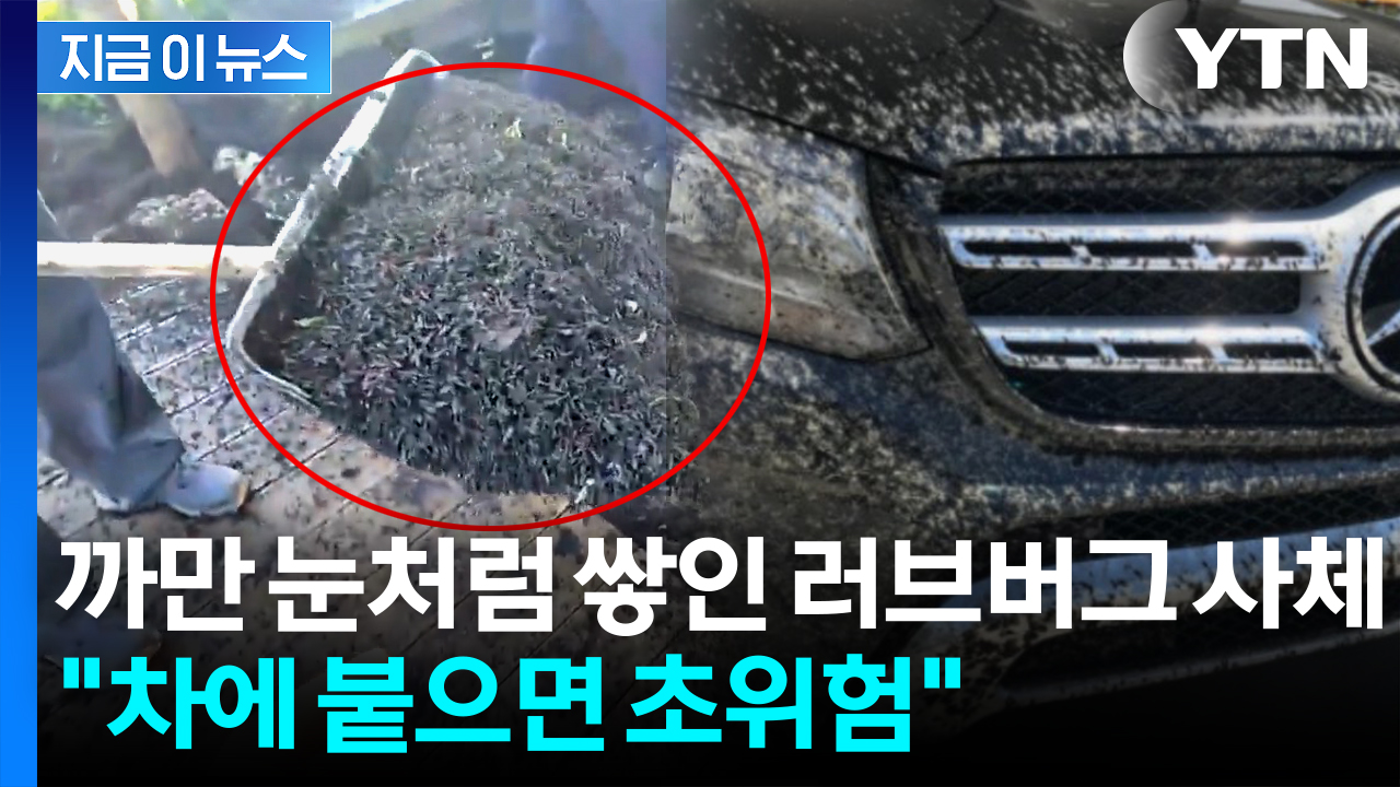 "러브버그 붙은 차, 그대로 두면 위험"...천적도 외면하는 이유 [지금이뉴스] 