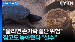 "사람 손가락 절단 위험"...인천 공원에 출몰한 \'늑대거북\' [지금이뉴스]