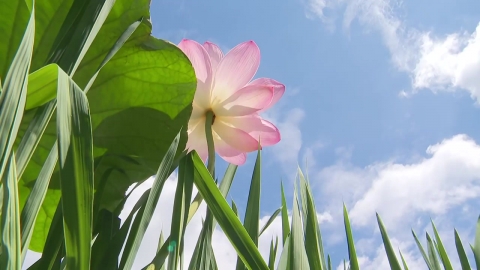 연꽃 만개도 앞당긴 폭염…이 시각 전주