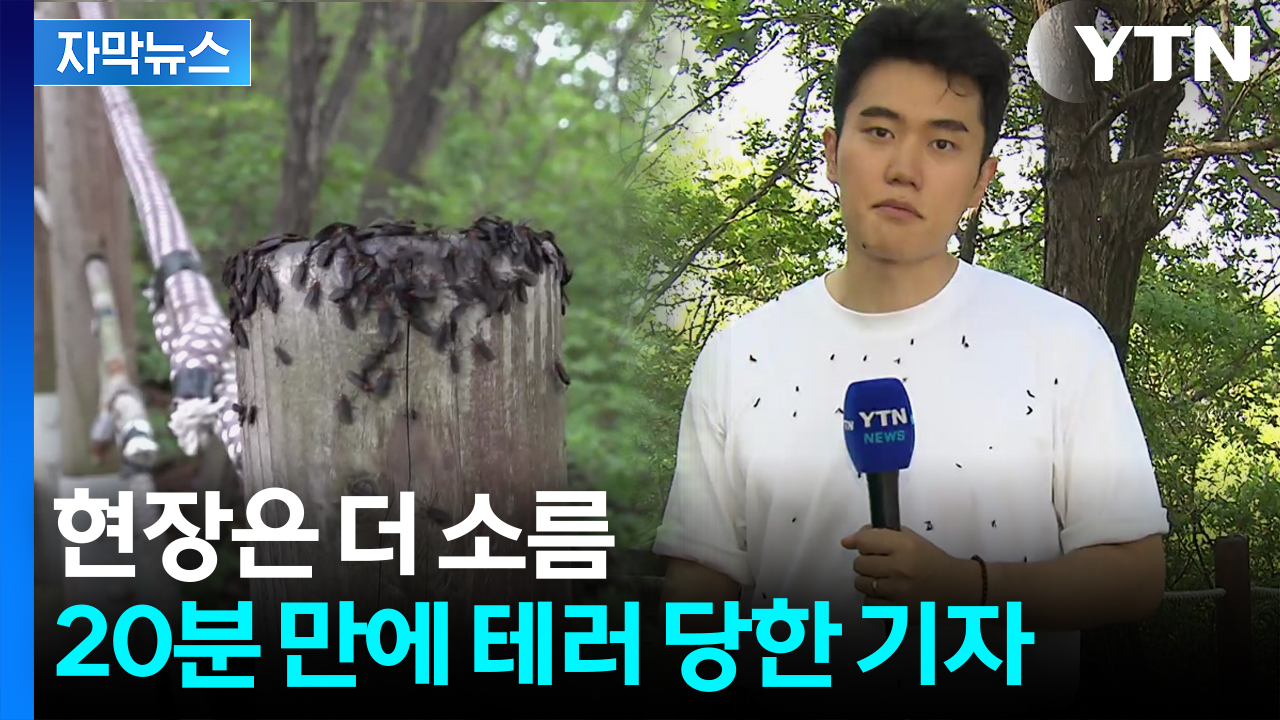 [자막뉴스] 지독한 러브버그, 기록까지 경신...대확산 시작