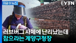 러브버그 난리통인데 "국민들 참을 줄 알아야"...계양구청장 발언 파장 [지금이뉴스]
