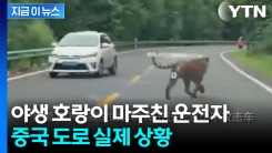 운전자 식겁할 듯...달리던 차 앞으로 야생 백두산호랑이 출몰 [지금이뉴스]