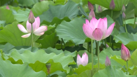 백제 연못에 핀 천만 송이 연꽃…밤에는 빛의 향연