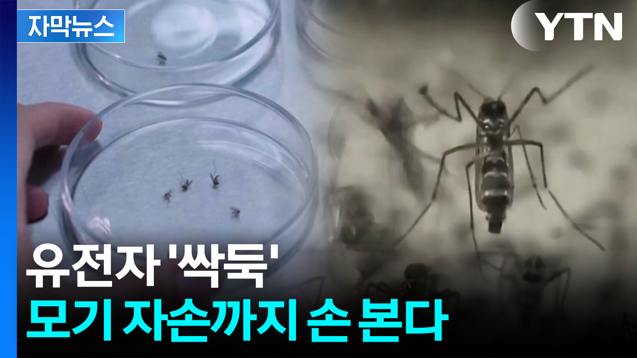[자막뉴스] '모기 멸종'의 서막?...새로운 기술까지 총동원 | YTN