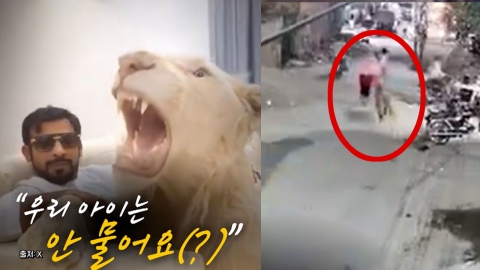 [2PM] 지금2뉴스 ② "우리 아이는 안 물어요?"…행인 덮친 \'애완용 사자\'