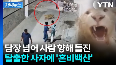 [자막뉴스] 주택가서 탈출한 애완용 사자...그대로 행인들 습격