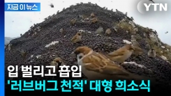 입 벌리고 무한 \'러브버그\' 리필...천적 등장 희소식 [지금이뉴스]