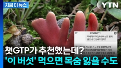 챗GPT가 추천했는데...알고보니 \'맹독성 버섯\' [지금이뉴스]
