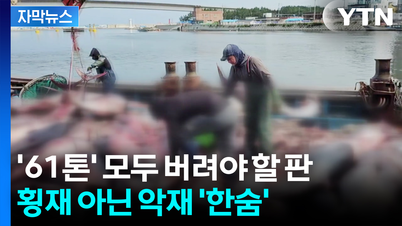 [자막뉴스] 주민도 놀란 이례적 광경...1,300마리 잡았는데 '눈물의 폐기'