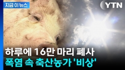 기록적 폭염에 속수무책...하루 만에 가축 16만 마리 폐사 [지금이뉴스]