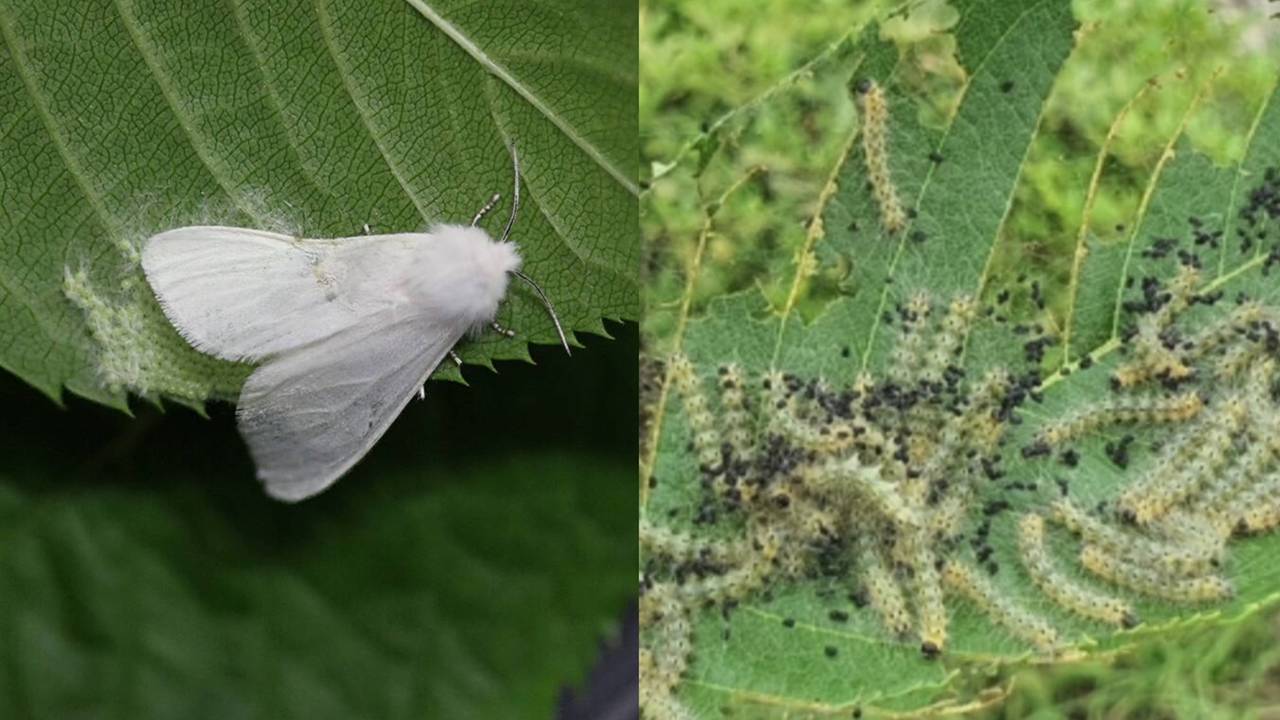 러브버그 가고 '미국흰불나방' 몰려온다...'주의' 단계 상향