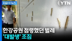 러브버그 끝나서 좋아했는데...새로운 벌레 몰려온다 [지금이뉴스]