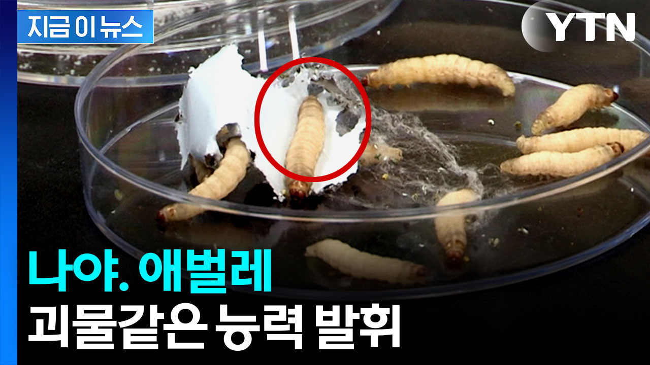 하루 만에 비닐봉지 없앴다...'플라스틱' 처리 해결사 될까 [지금이뉴스]