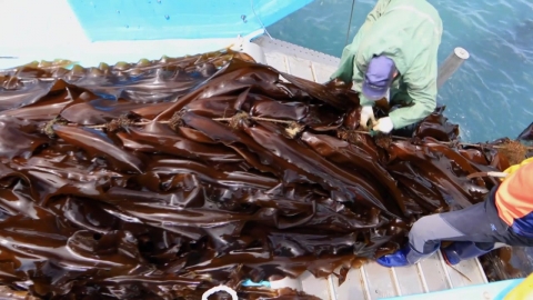 청정 바다의 보물 완도 '다시마'…가공품도 인기몰이