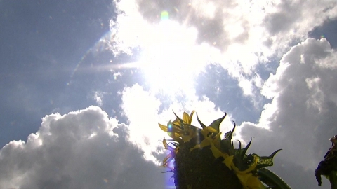  어제 온열질환자 40명 발생...올해 누적 1,475명