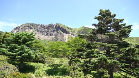 사라지는 한라산 구상나무…첫걸음 뗀 \'종 보전\'