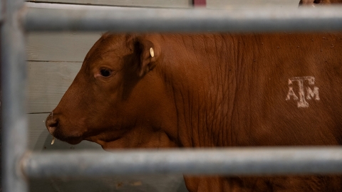 미국 햄버거용 쇠고기 가격, 1년 새 16% 올라...관세·육우 감소 여파