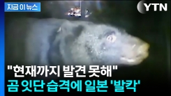 “현관문 열었을 때 덮쳐”... 일본 곳곳 야생 곰 습격 비상 [지금이뉴스]