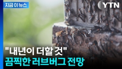 러브버그 "지금 땅속에 있어"... 끔찍한 내년 전망 [지금이뉴스]