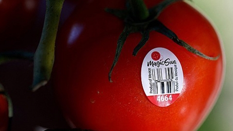 이번엔 토마토...미국 식탁 물가 위협하는 관세