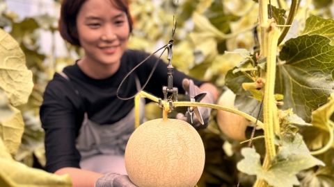 강원 인제군 여름 특산품 '꿀찬 멜론' 본격 출하