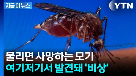 일본 뇌염 옮기는 ‘작은빨간집모기’…8월부터 정점인데 \'비상\' [지금이뉴스]
