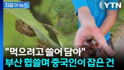 손을 보니 \'우글우글\'...부산 공원서 사냥하는 중국인들 [지금이뉴스]