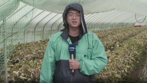 폭우에 딸기 농장 진흙탕…이 시각 경남