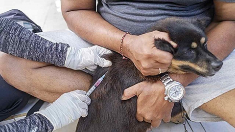 "발리에서 개조심"...유기견 많아 광견병 확산 우려