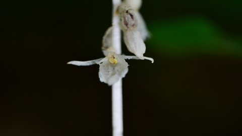 제주에서 국내 미기록종 아열대 식물 발견