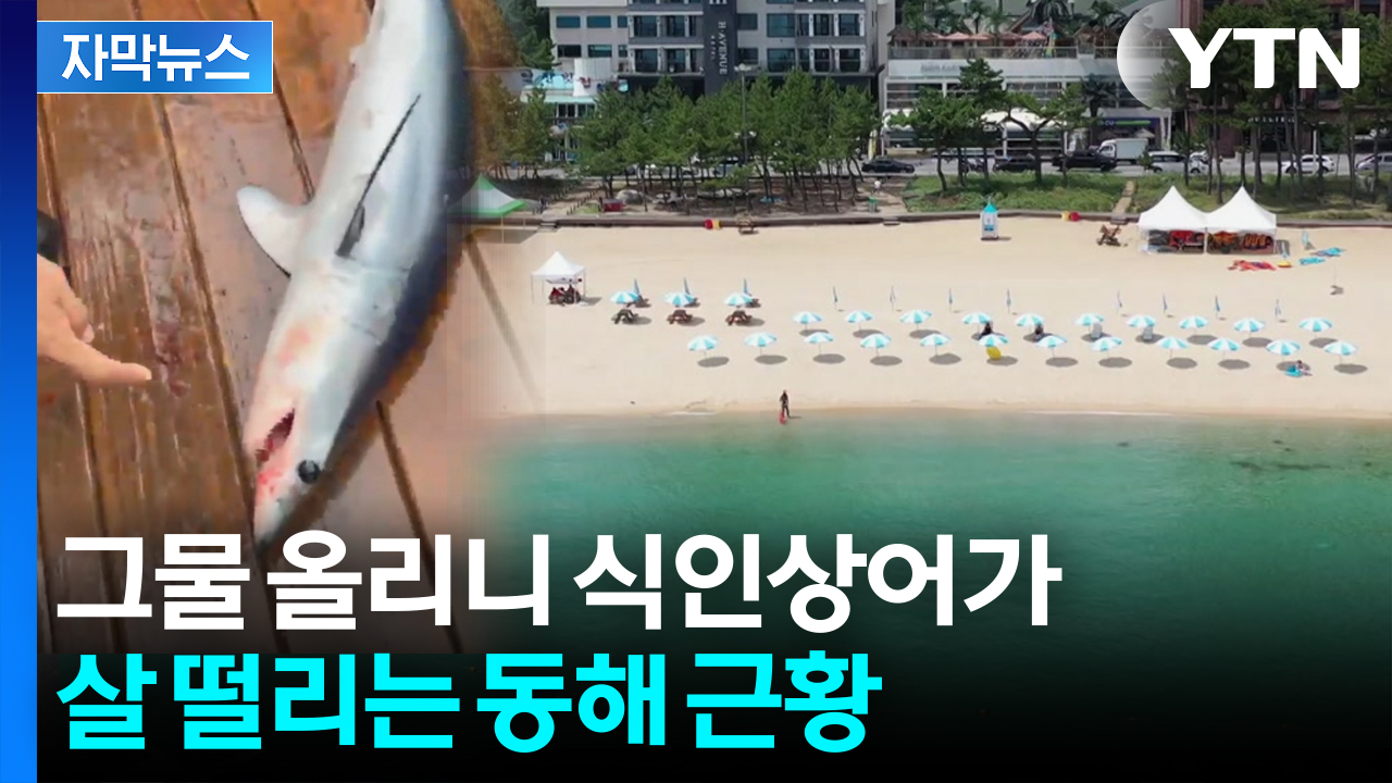 [자막뉴스] 죠스급이 잇따라...비상등 켜진 해수욕장 '분주'