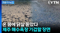 동전 크기가 \'한가득\'...제주 바다 뒤덮은 정체에 \'소름\' [지금이뉴스] 