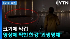 "누가 악어 방생한 것 아니냐"...한강 \'괴생명체\' 영상에 와글와글 [지금이뉴스] 