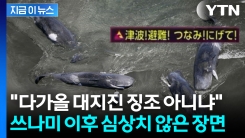 일본 해안에 여러 마리가 떠밀려와...\'대지진 전조설\' 확산에 발칵 [지금이뉴스]
