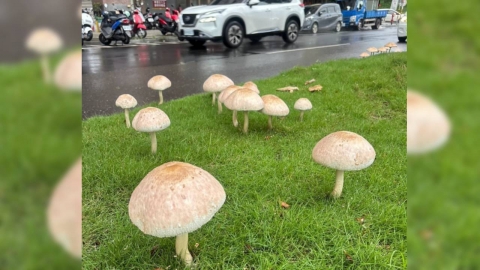 \'역대급 폭우\' 지나간 뒤 타이완 도심서 대형 독버섯 무더기 발견