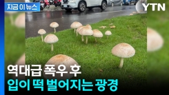 수십 개가 한꺼번에...역대급 폭우 뒤 나타난 현상 [지금이뉴스]