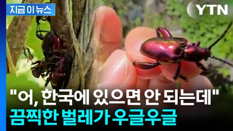 '러브버그보다 더한 녀석'...日·타이완 휩쓸더니 국내서도 발견 [지금이뉴스]