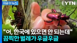 \'러브버그보다 더한 녀석\'...日·타이완 휩쓸더니 국내서도 발견 [지금이뉴스]
