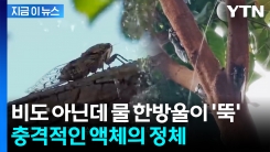 하늘에서 떨어진 게 오줌이었다니...여름철 \'액체의 비밀\' [지금이뉴스]