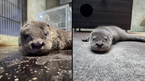 서울어린이대공원, 멸종위기 수달 쌍둥이 탄생…"이름 지어 주세요"