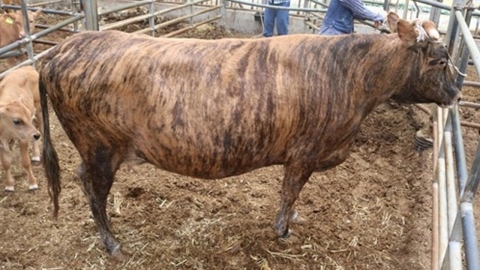 한우 '칡소' 강원지역서 713마리 사육...전국 최대