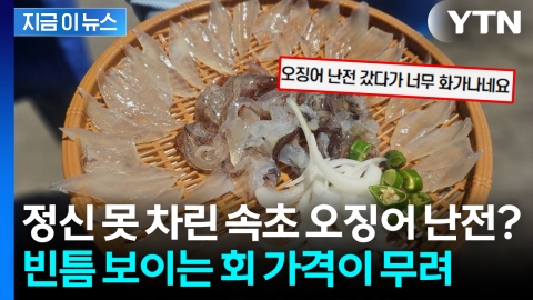 오징어 난전 가격에 '어이상실'...속초시청에 올라온 분노의 글 [지금이뉴스]