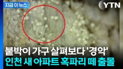 \'사람 집 아닌 벌레집\'...인천 신축 대단지서 혹파리 떼 출몰 [지금이뉴스]