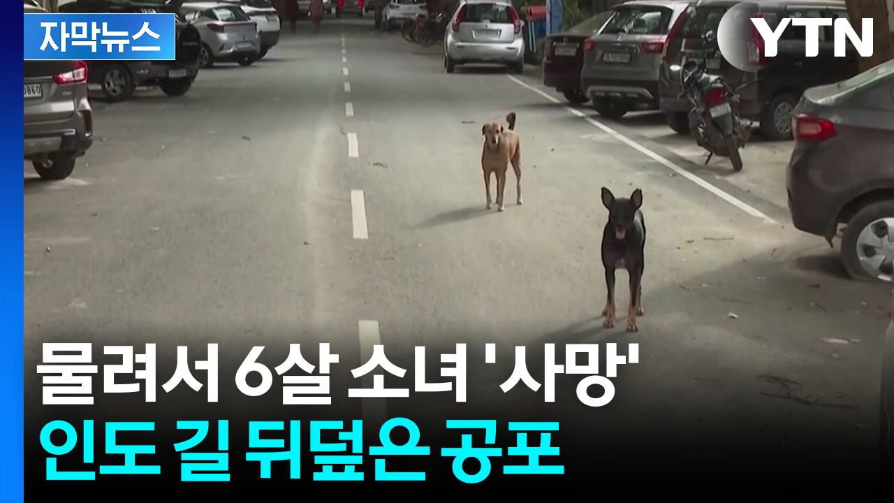 [자막뉴스] "싹 잡아들여서 격리" 특단 조치...인도 대법원, 동물 애호가 향해 '일갈'
