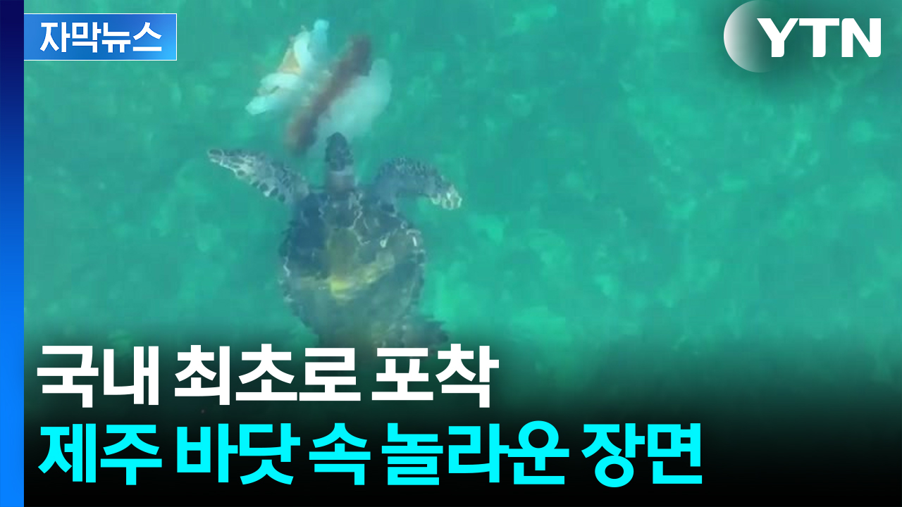 [자막뉴스] "생각도 못 했는데" 전문가도 깜짝...제주 바다에서 찾은 희망