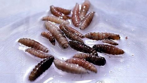 '살 파먹는 구더기' 미국서도 첫 발견...인체감염 환자 과테말라에서 미국 입국